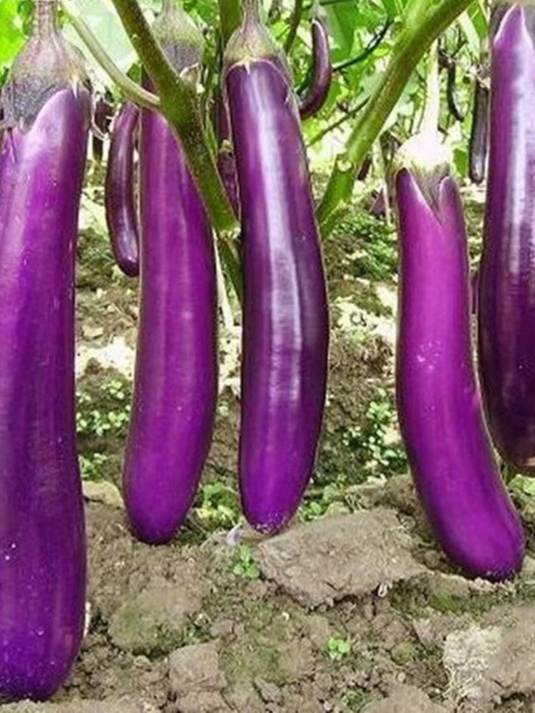 AUBERGINE LONG PURPLE